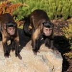 1101187_capuchin_monkeys[1]