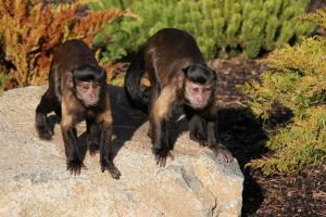 Ludzie mogliby się nauczyć od szympansów karłowatych bonobo niejednego na temat bycia bezinteresownym. Jak pokazują wyniki nowych, amerykańskich badań, bonobo w odróżnieniu od innych naczelnych zawsze się dzielą, nawet żywnością....