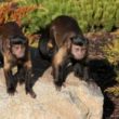 Młode duchem bonobo zawsze będą się dzielić
