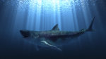 Megalodon_Krasiejow.jpg Megalodon_Krasiejow.jpg